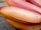 9 Red Banana Benefits And How They Are Different From Yellow