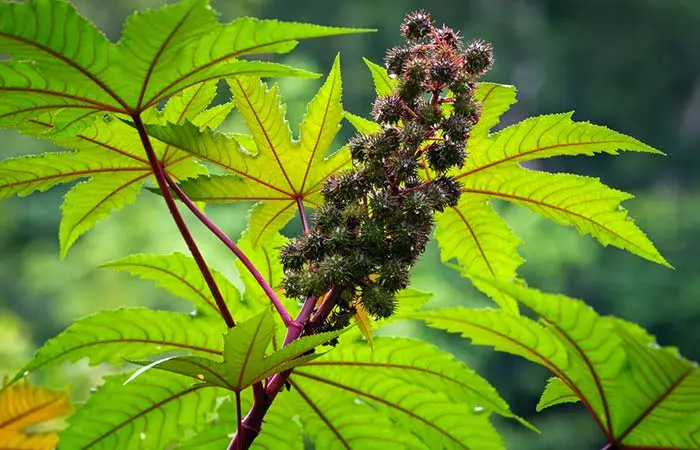 Source of castor oil