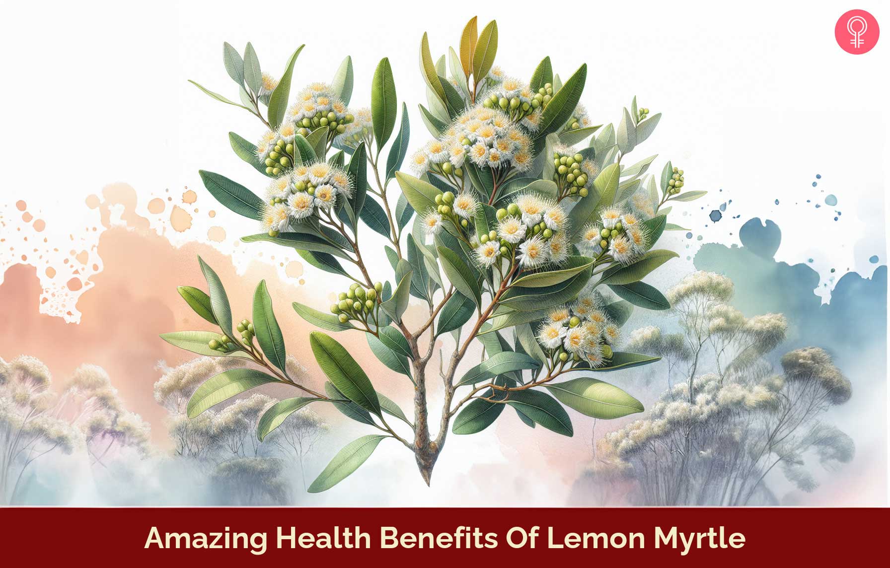 22 Amazing Health Benefits Of Lemon Myrtle