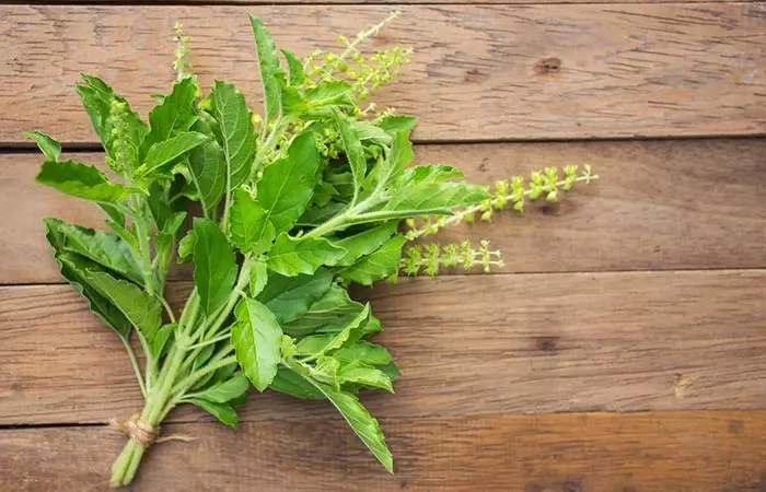 Holy basil for ear drainage