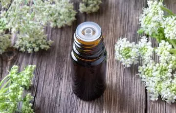 Angelica essential oil in a glass bottle