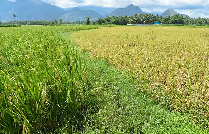 Matta rice field in Kerala
