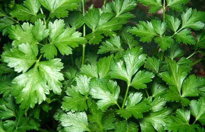 Parsley - Lower Creatinine Levels