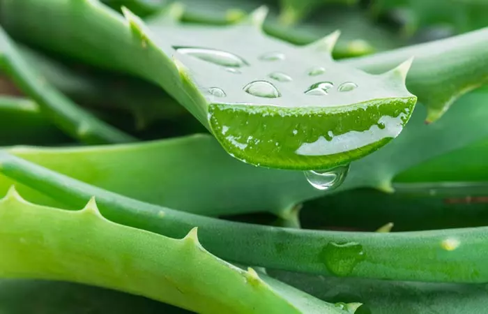 Aloe vera leaves are a natural way to get rid of spectacle marks on your nose