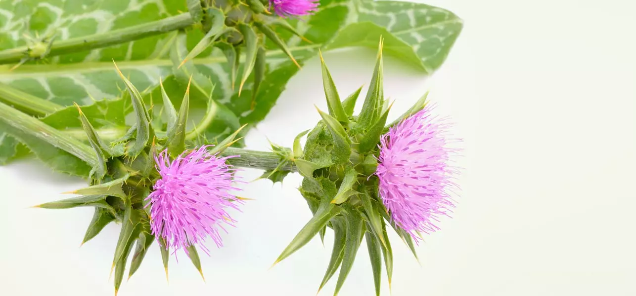 Blessed thistle is an herb for weight gain