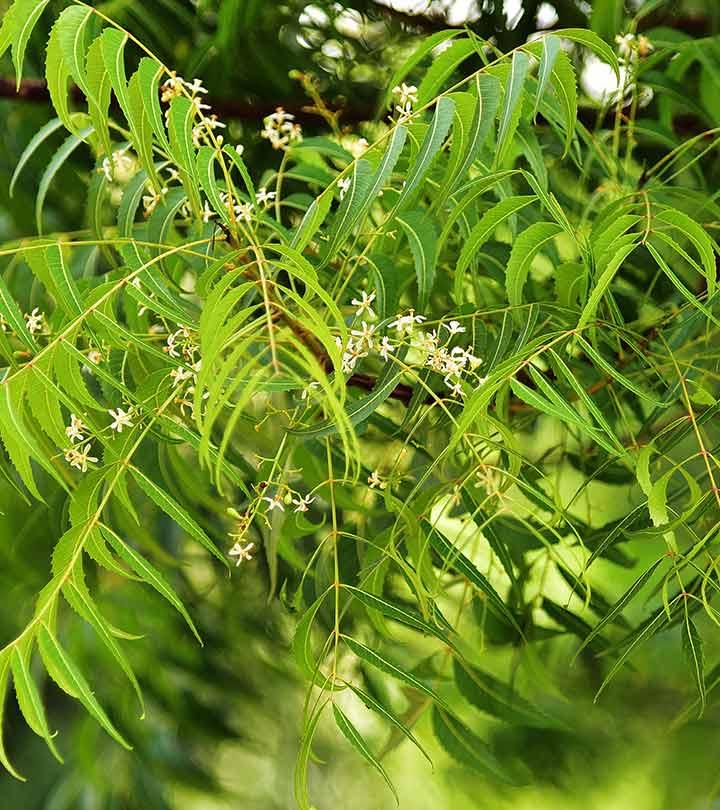 8 Side Effects Of Neem You Should Be Aware Of