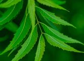 8 Side Effects Of Neem You Should Be Aware Of