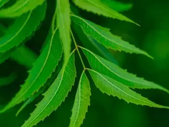 8 Side Effects Of Neem You Should Be Aware Of