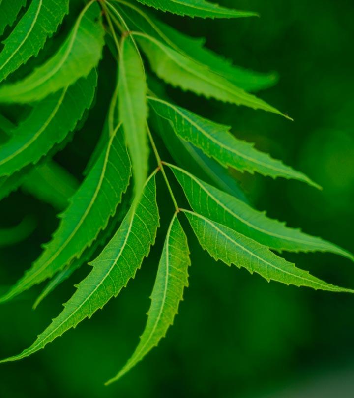 8 Side Effects Of Neem You Should Be Aware Of