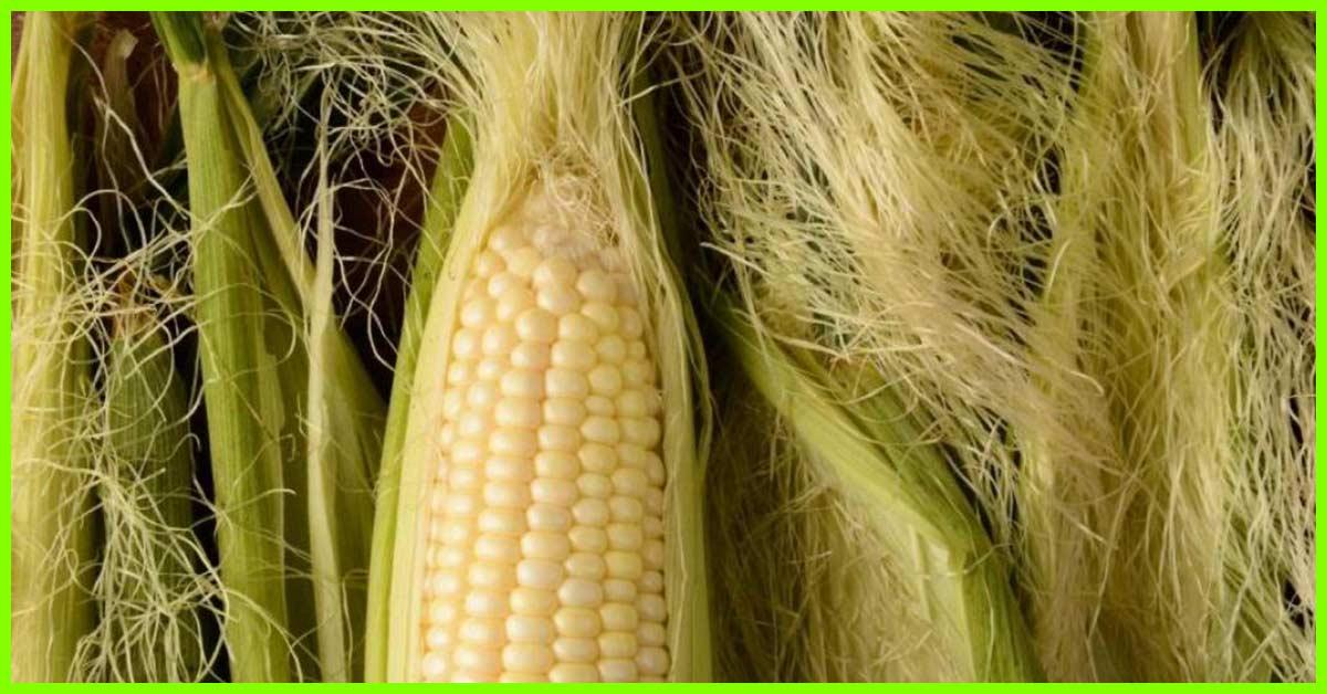 10 Amazing Benefits Of Corn Silk