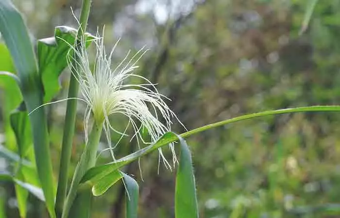 Corn silk field