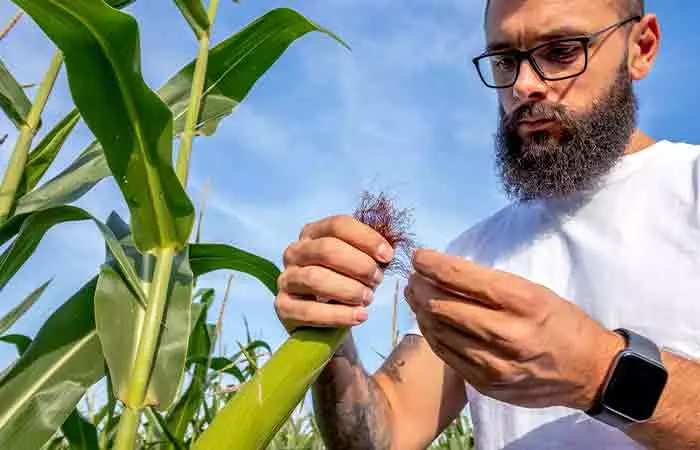 Man inspecting the corn silk