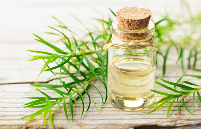 Tea tree oil is a home remedy to prevent cold sores