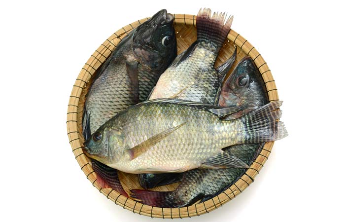 Tilapia fish