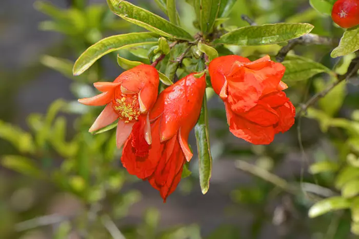 Dwarf Pomegranate