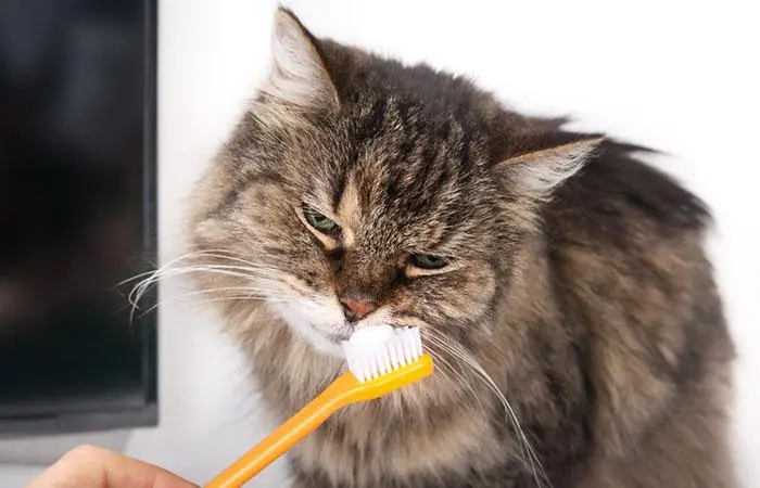 Pet Deodorizer
