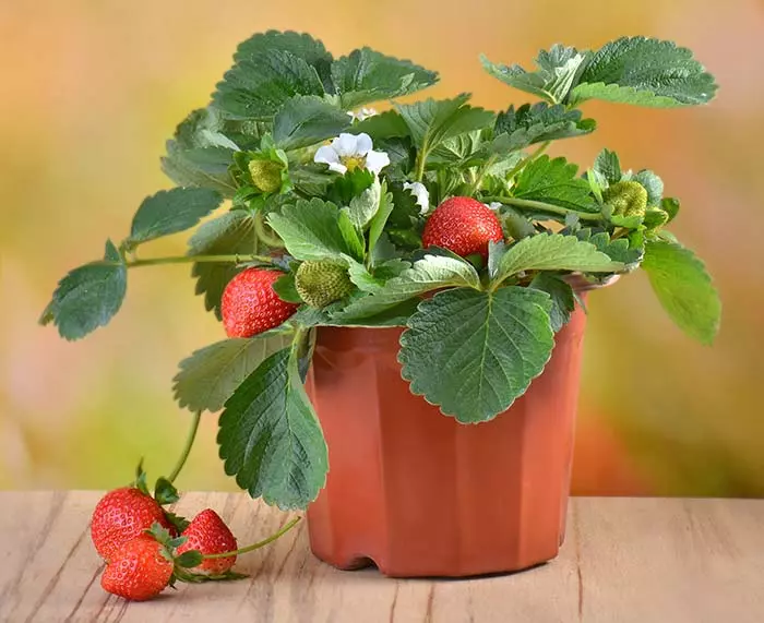 Strawberries