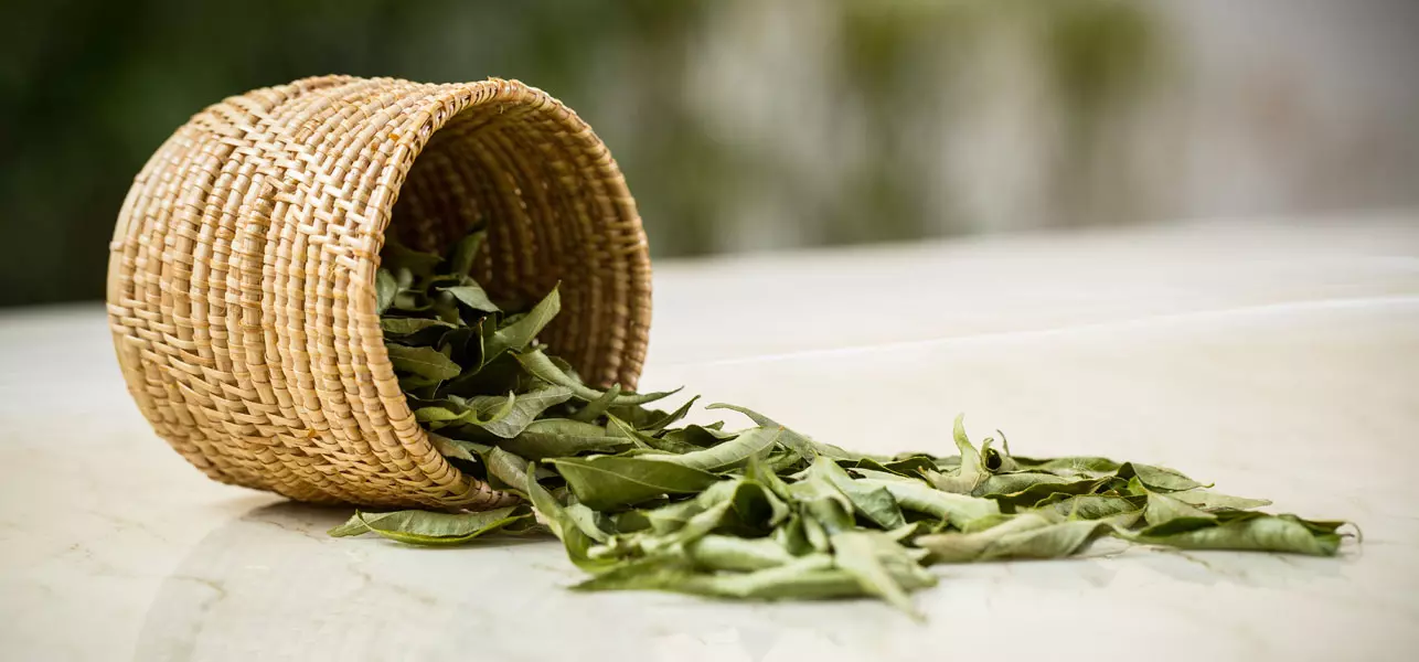 Curry leaves to treat gray hair in kids
