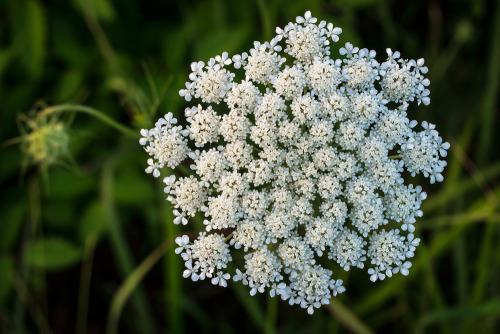 Queen Anne’s Lace