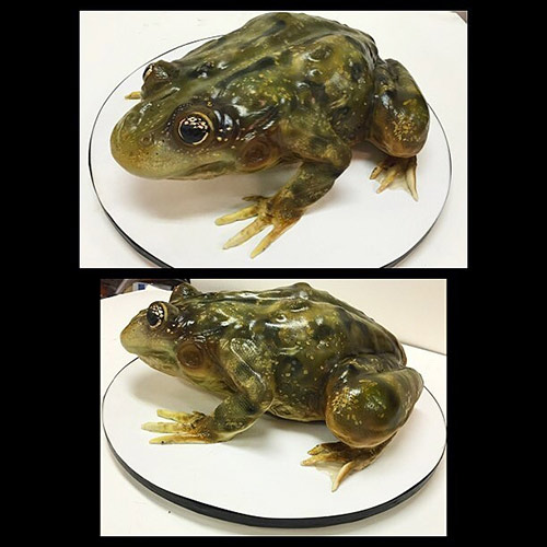 The Frog Cake 