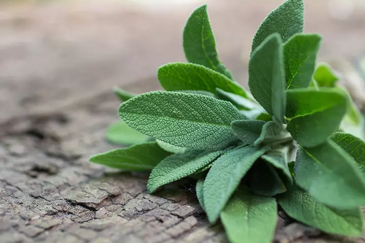 Sage