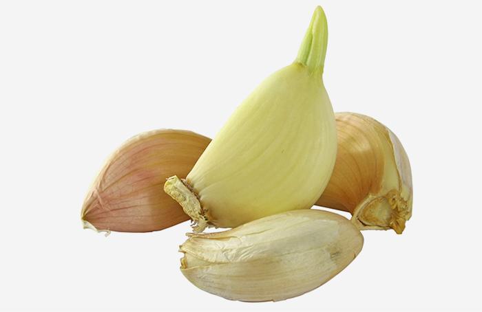 Sprouted-Garlic