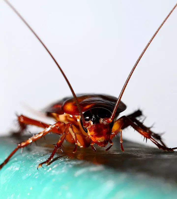 This Is The Most Effective Way To Get Rid Of Every Single Cockroach In Your House