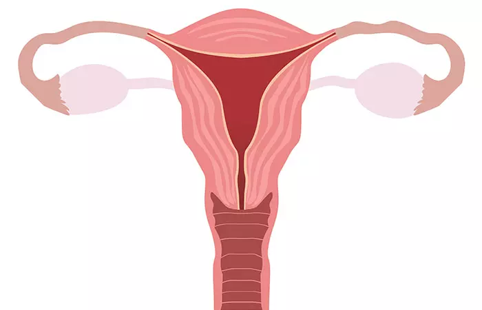 7.-Enlarged-Ovaries-Uterus