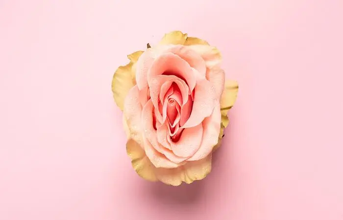 The Tulip Tot