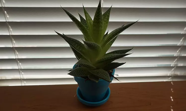 Aloe vera for leg ulcers
