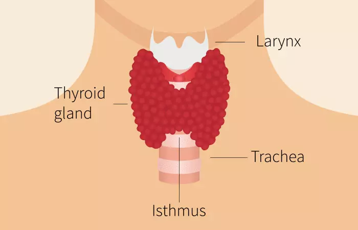 What Is Meant By The Improper Functioning Of The Thyroid Gland