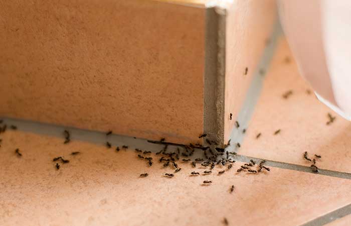#1 Use Salt To Keep Ants Away