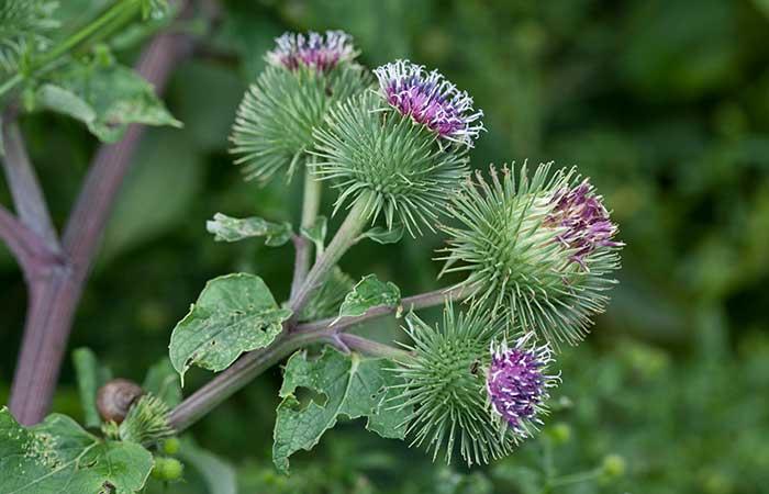 6 Plants That Will Help Your Breasts Grow Naturally