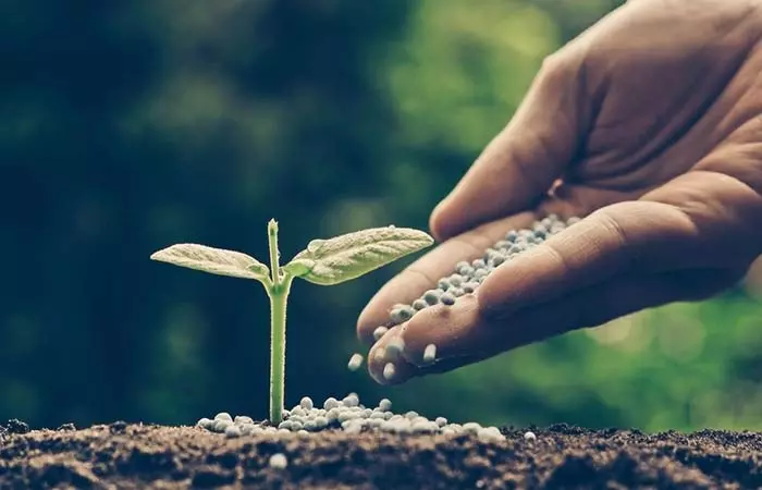 5. Grow A Mini Sprout Garden