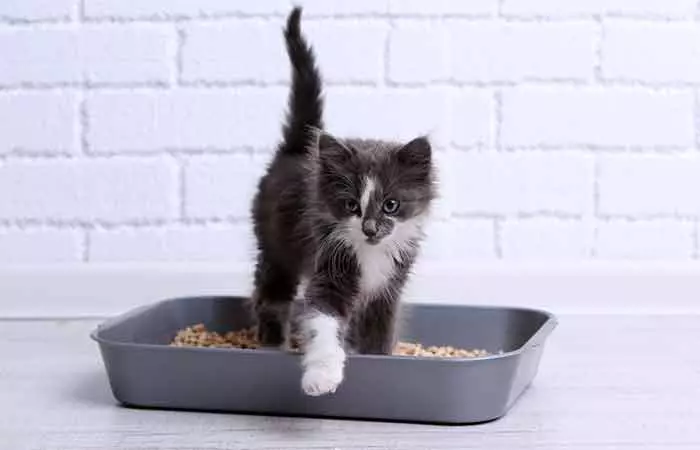 9. Cat Litter & Cat Poop