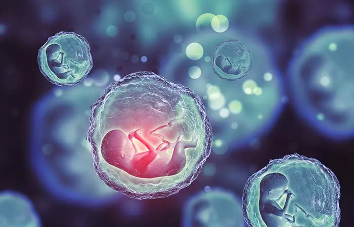 4. Sperm Can Aid In Implanting The Embryo