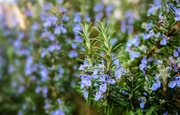 Rosemary to get relief from dry mouth