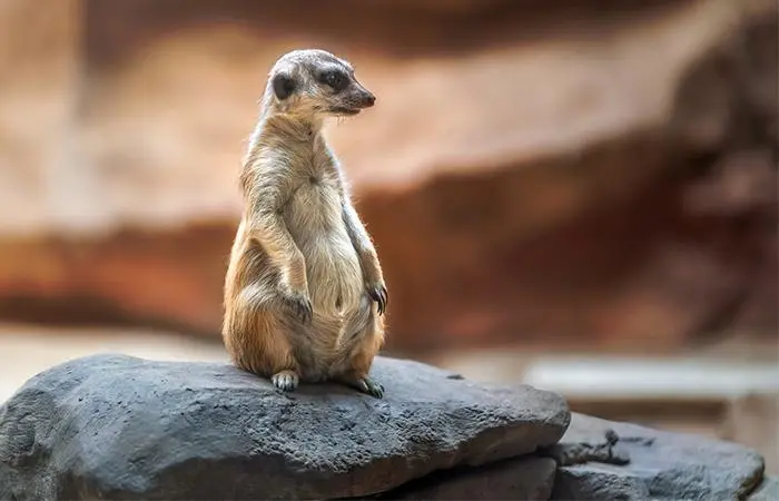 Quite A Few Mammals Actually Have No Belly Buttons At All