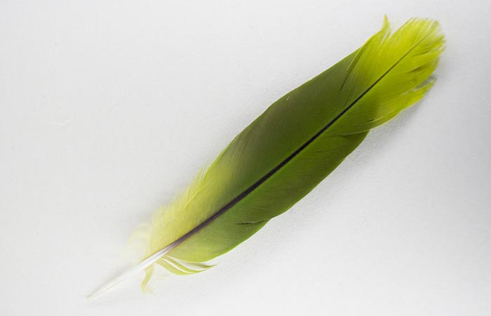 3. The Green Feather 
