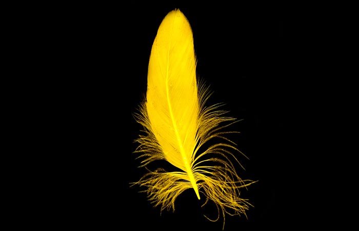 4. The Yellow Feather 