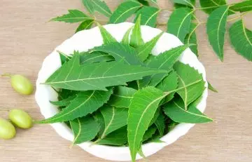 Neem leaves are a home remedy for dengue fever