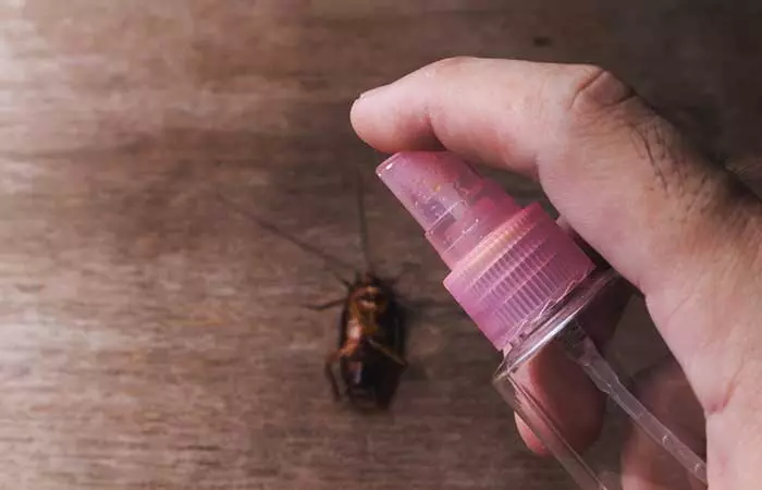 1. Getting Rid Of Cockroaches