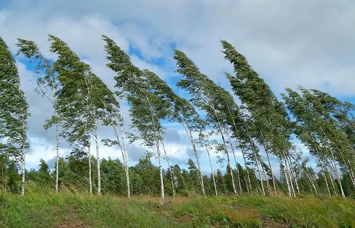 Birch Tree