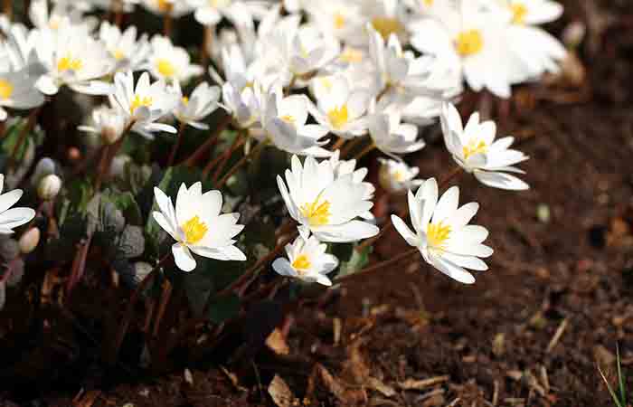 Close up of bloodroot flowers