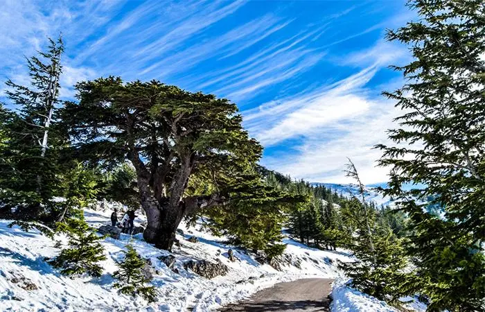 Cedar Tree