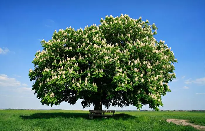 Chestnut Tree