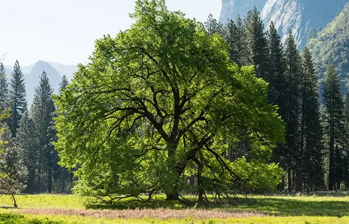 Elm Tree