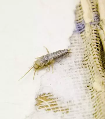 How to Get Rid of Silverfish: 8 Effective Ways