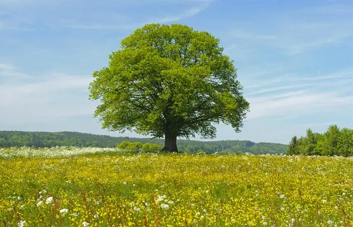 Linden Tree