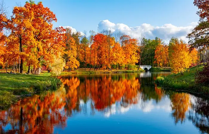 Maple Tree